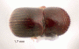 Xylosandrus morigerus previously identified as X difficilis by JH top