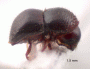 Xylosandrus morigerus side