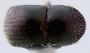 Xylosandrus morigerus top