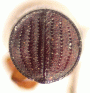 Amasa resecta declivity