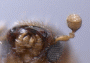 Microperus parvus antenna