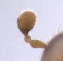 Microperus parvus antenna rear