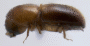 Microperus parvus side