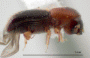 Microperus parvus side