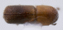 Microperus parvus top