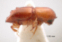 Diuncus conidens PNG