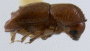 Diuncus conidens identified as quadrispinosulus in BMNH