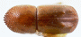 Diuncus conidens identified as quadrispinosulus in BMNH top