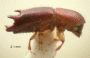 Debus spinicornis side