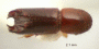 Debus spinicornis top