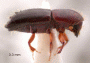 Debus emarginatus side