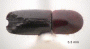 Debus emarginatus top