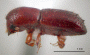 Xyleborus s. str. bispinatus side