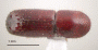 Xyleborus s. str. bispinatus top