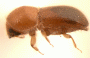 Microperus corporaali PNG specimen