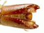 Debus fallax each elytron has different armature