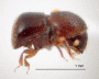Xylosandrus discolor side