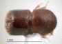 Xylosandrus discolor top