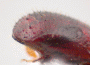 Wallacellus similis declivity