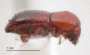 Wallacellus similis side
