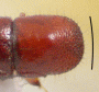 Wallacellus similis pronotum
