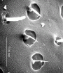 Xyleborus s. str. affinis declivity texture photo T Atkinson
