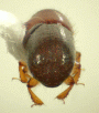 Xyleborus s. str. affinis elytra2