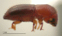 Xyleborus s. str. affinis side