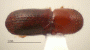 Xyleborus s. str. affinis top