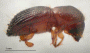 Wallacellus striatulus side