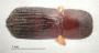 Wallacellus striatulus top
