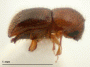 Xylosandrus compactus side