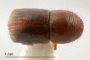 Xylosandrus compactus top