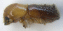 Microperus fragosus