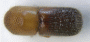 Microperus fragosus top