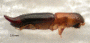 Streptocranus longispinis side