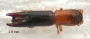 Streptocranus longispinis top