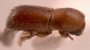 Microperus recidens