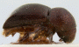 Beaverium perplexus lectotype side