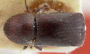 Beaverium perplexus lectotype top
