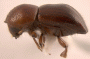 Beaverium sundaensis