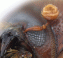 Beaverium sundaensis antenna