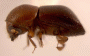 Beaverium sundaensis junior synonym Xyleborus aplanatideclivis side