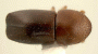 Beaverium sundaensis junior synonym Xyleborus aplanatideclivis top