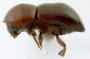 Beaverium sundaensis side