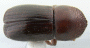 Beaverium sundaensis top