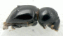 Diuncus papatrae black individual from high altitude