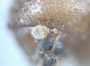 Diuncus papatrae junior synonym Xyleborus mucronatoides antenna