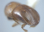 Diuncus papatrae junior synonym Xyleborus mucronatoides declivity 1