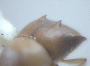 Diuncus papatrae junior synonym Xyleborus mucronatoides declivity 2